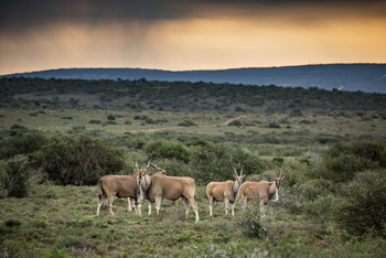 Kwandwe Private Game Reserve: Eland-Gruppe