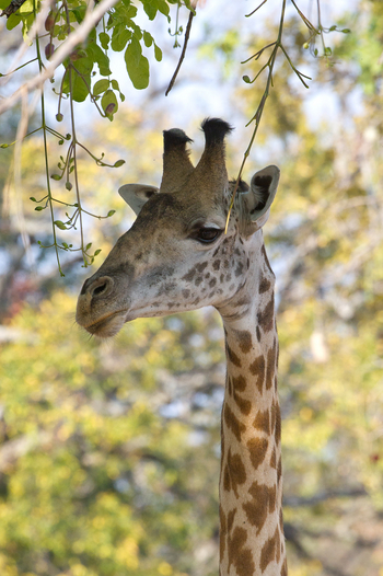 Lion Camp Lion Camp: Giraffenkopf