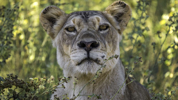 Little DumaTau: Löwengesicht