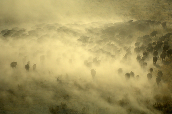 Macatoo Camp: Büffel in einer Staubwolke