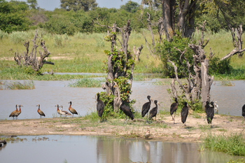 Mapula Lodge: Whistling Ducks und Klaffschnabelstörche