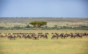 Mara Plains Camp: Gnus und Akazie