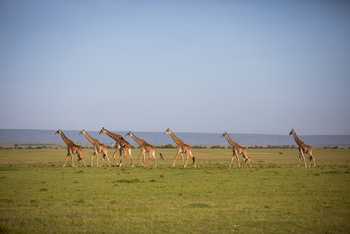 Mara Toto Tree Camp: Journey of Giraffe