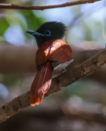 Maun Waterfront Guesthouse: Paradise Flycatcher