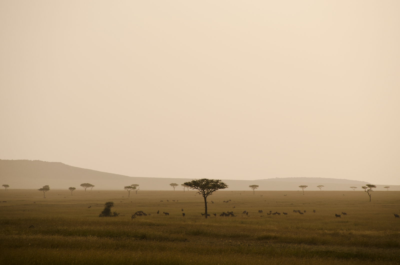 Mkombe's House Lamai Mkombe's House Lamai: Offene Savanne