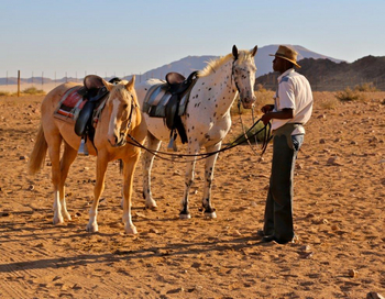Namib Outpost: Reitpferde