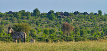 Ngoma Safari Lodge Ngoma Safari Lodge: Zebra vor der Lodge
