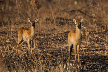 Ntemwa Busanga Bushcamp Ntemwa Busanga Bushcamp: Pukus im Gras