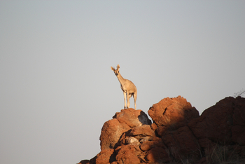 Okutala Lodge: Klippspringer