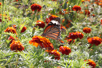 Pench Jungle Camp: Schmetterling