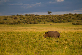 Rekero Camp: Nashorn