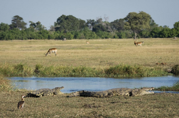 Saguni Safari Lodge Saguni Safari Lodge: Krokodile