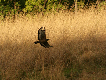 Samode Safari Lodge Samode Safari Lodge: Greifvogel