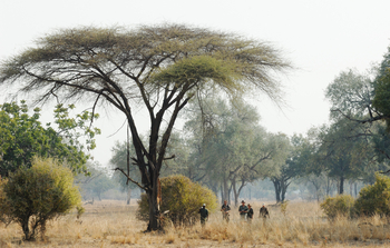 Shenton Safaris: Walking Safari