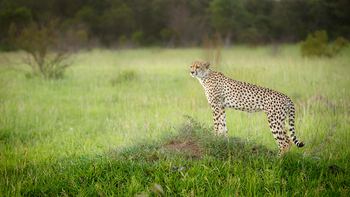 Tanda Tula Safari Camp: Geparden