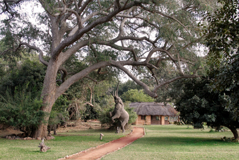 Track and Trail River Camp Track and Trail River Camp: Elefant auf zwei Beinen