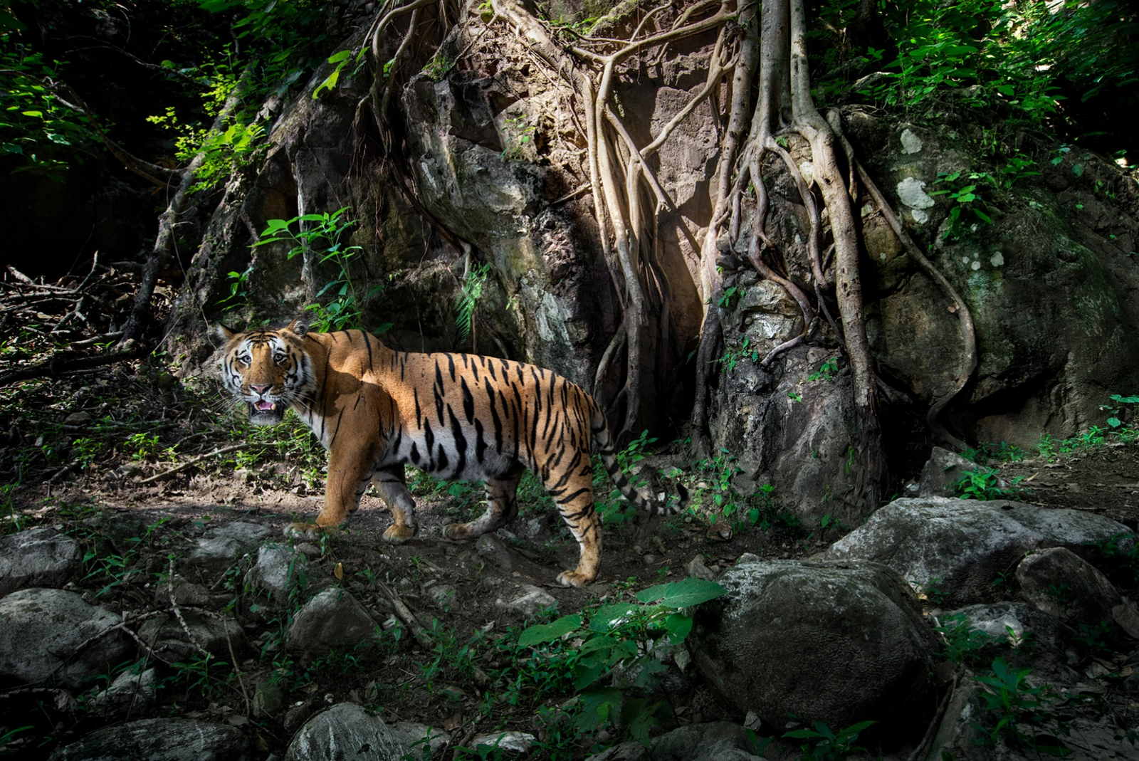 Vanghat Vanghat: Ausgewachsener Tiger