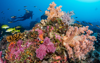 Astove Coral House: Korallen