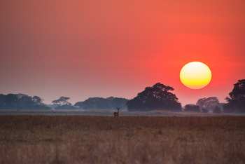 Chisa Busanga Camp Chisa Busanga Camp: Rotglühende Sonne