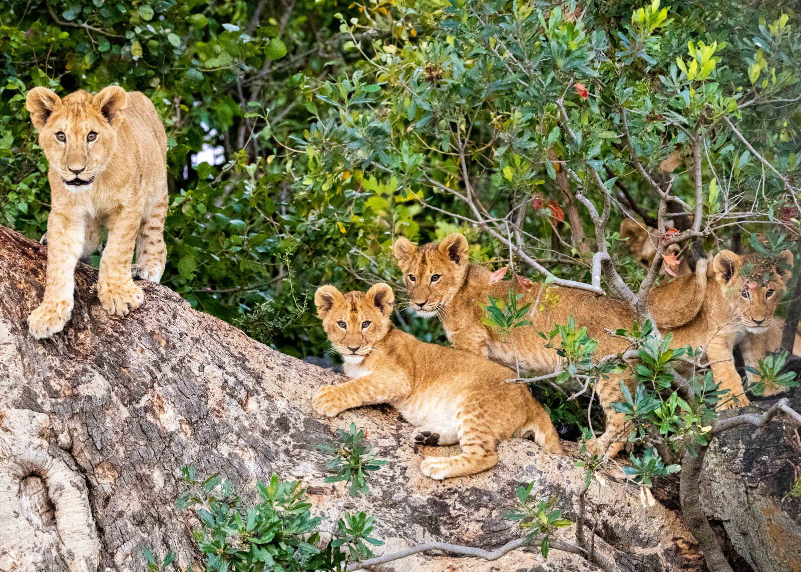 Cottar's 1920s Safari Camp Cottar's 1920s Safari Camp: Kindergarten