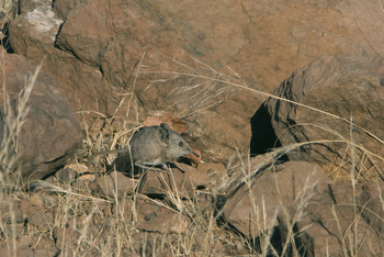 Desert Rhino Camp Desert Rhino Camp: Elefantenspitzmaus