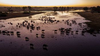 Duke's East Duke's East: Büffel in der Dämmerung