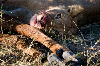Duma Tau Camp: Löwe mit Beute