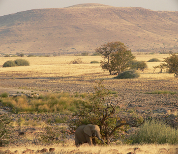 Etendeka Mountain Camp Etendeka Mountain Camp: Elefant
