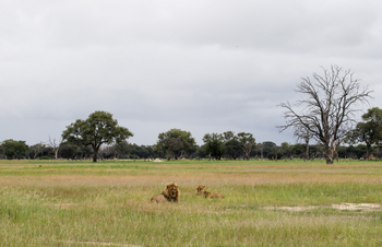 Imvelo Safaris Imvelo Safaris: Löwe und Löwin