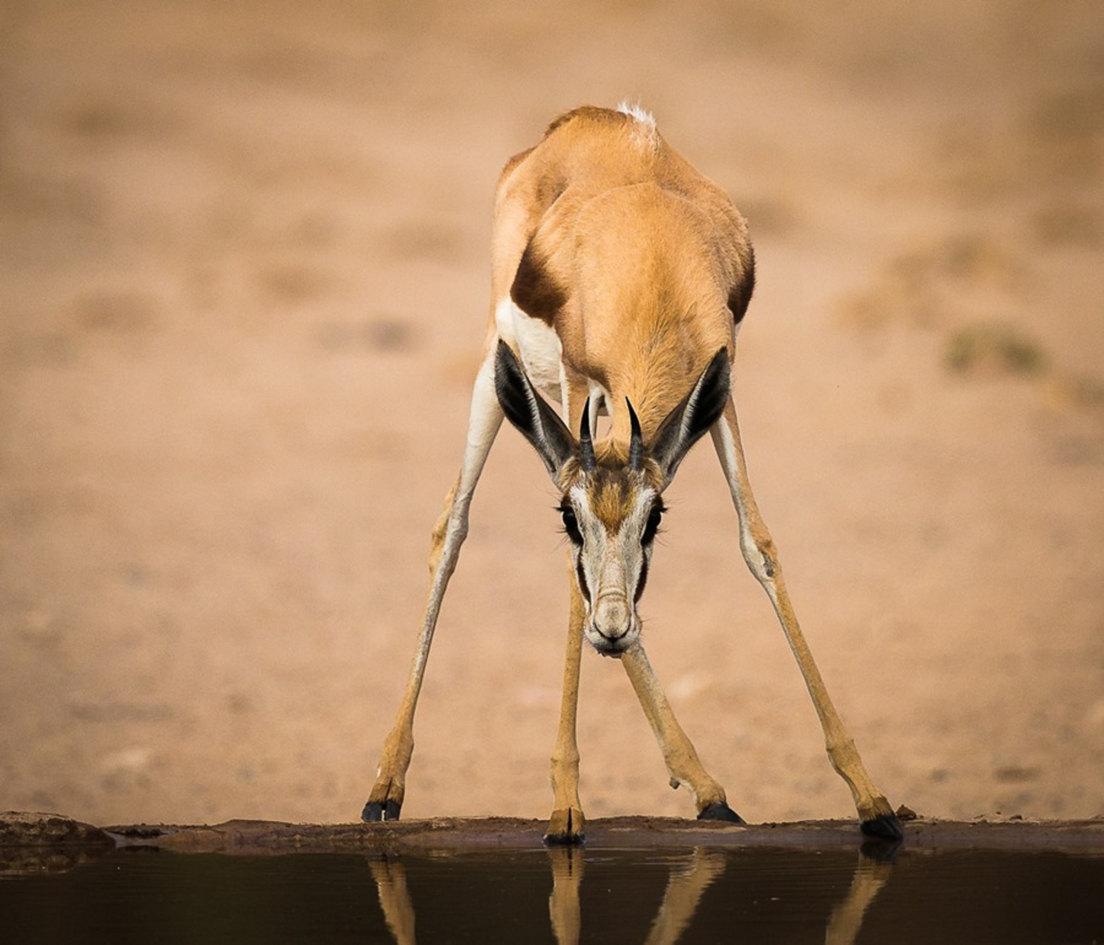 Kalahari Game Lodge Kalahari Game Lodge: Springbock an der Tränke