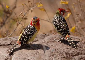 Kuro Tarangire Camp: Flammenkopfbartvögel