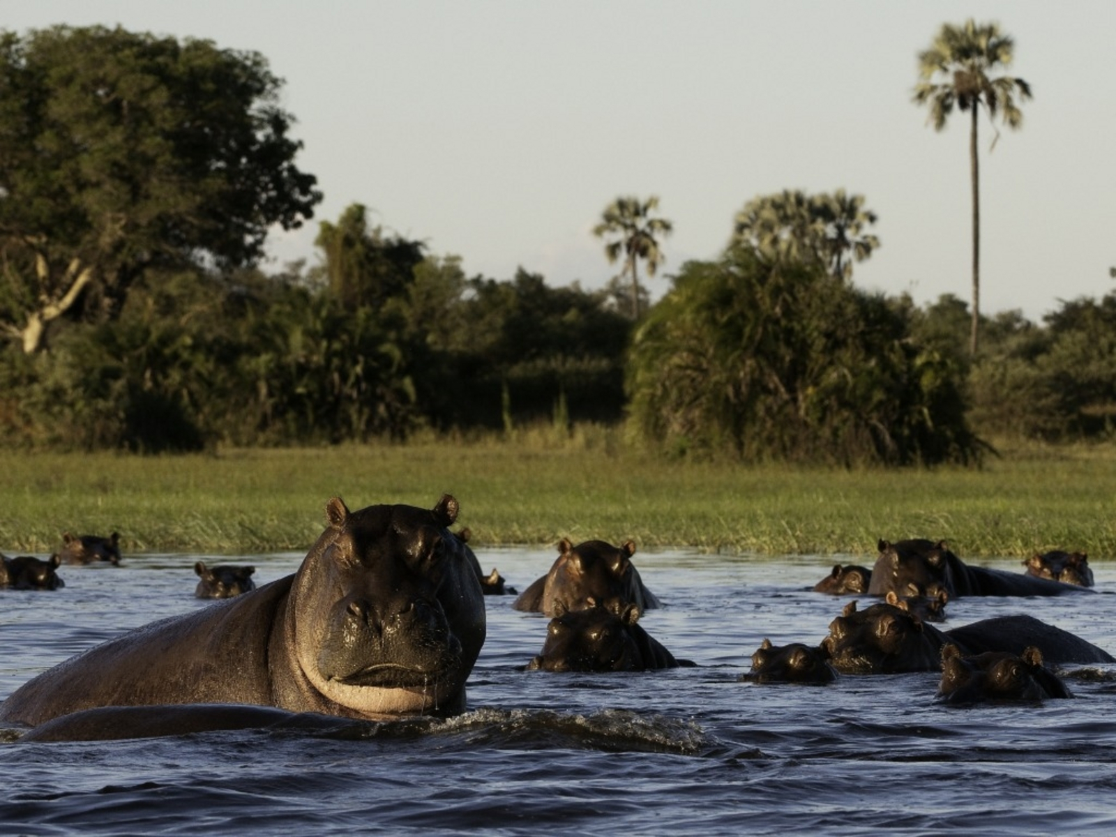 Little Mombo Camp Little Mombo Camp