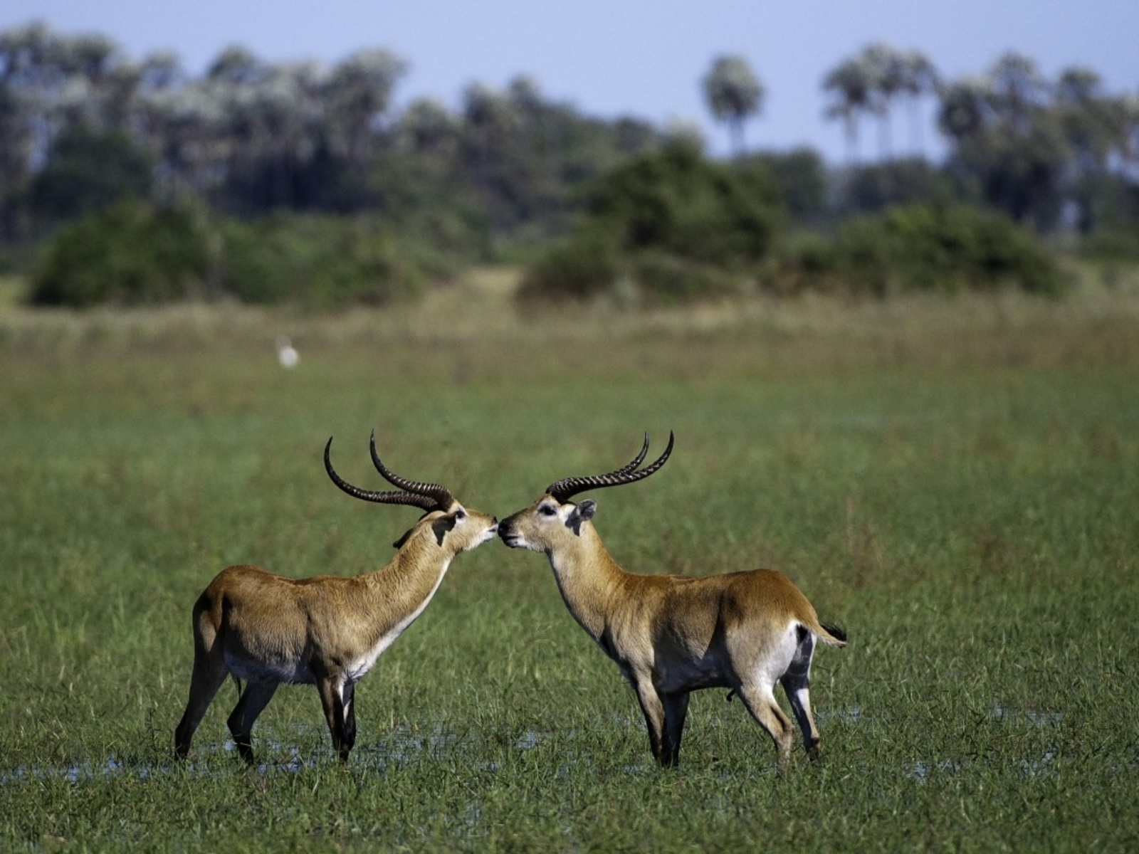 Little Mombo Camp Little Mombo Camp