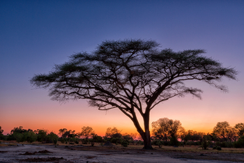 Machaba Camp: Akazie