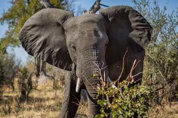 Machaba Camp: Elefant macht den Headshake