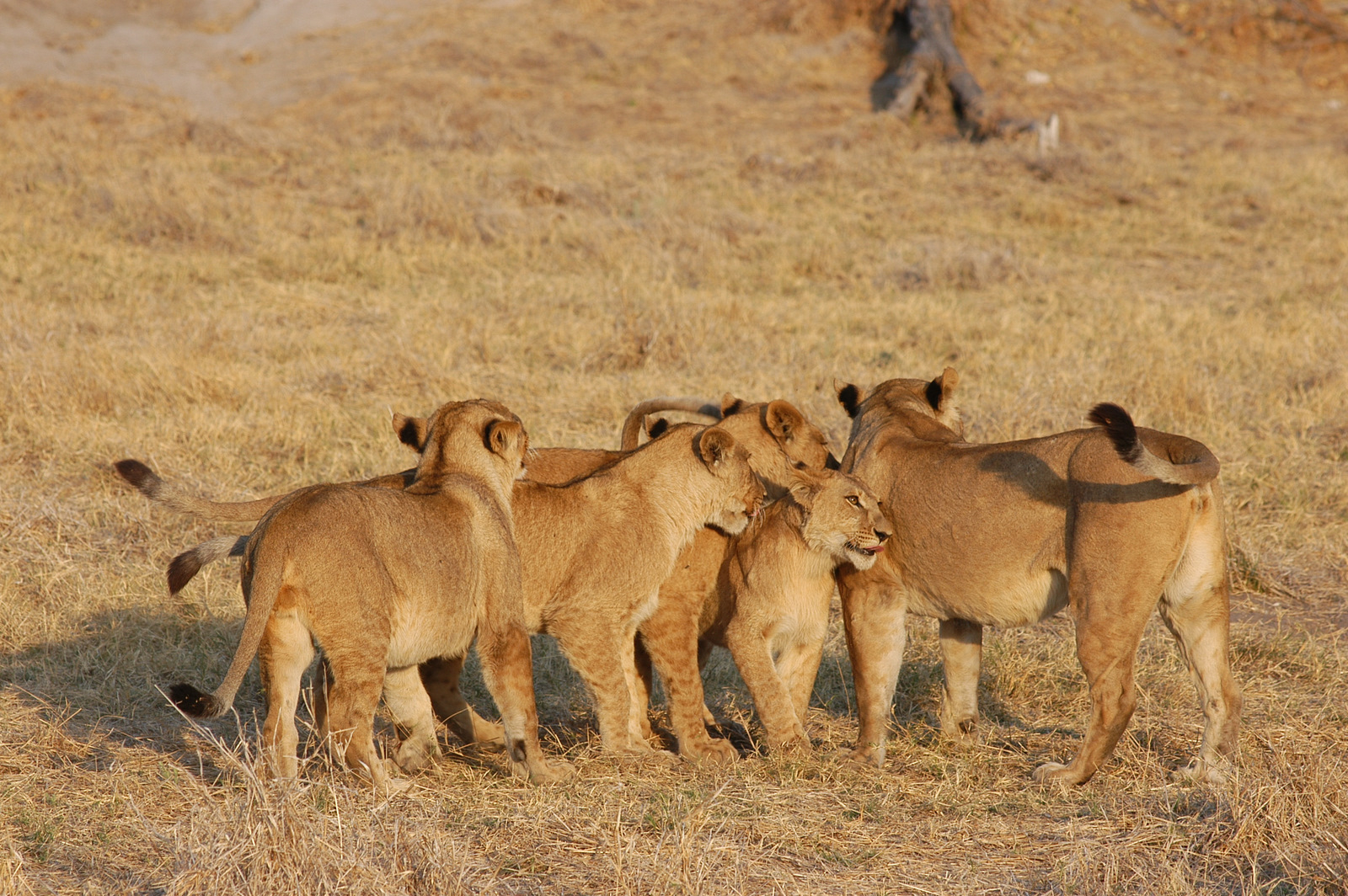 Mana Pools National Park Mana Pools National Park: Junge Löwen