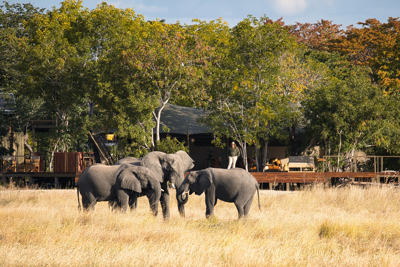 Muddy Teak Camp Muddy Teak Camp: Elefanten nahe des Zentralbereichs