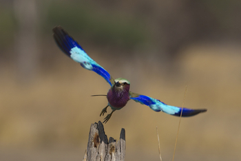 Mukambi Safari Lodge: Gabelracke