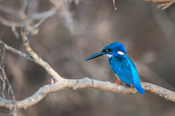 Ntemwa Busanga Bushcamp Ntemwa Busanga Bushcamp: Half-collared Kingfisher