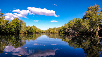 Nuarro Lodge: Mangroven