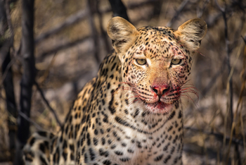 Okavango Explorers Camp Okavango Explorers Camp: Blutiger Leopard