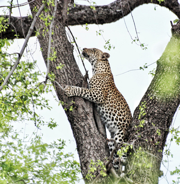 Old Drift Lodge: Leopard