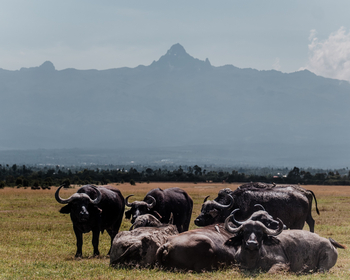 Porini Rhino Camp: Büffel vor dem Mount Kenya