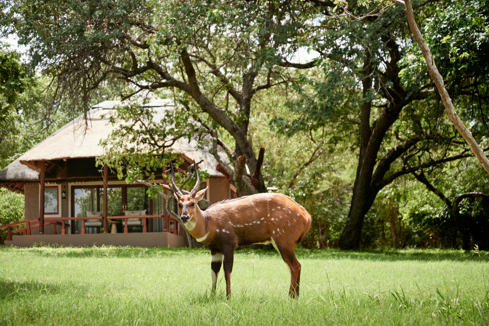 Sanctuary Chobe Chilwero Sanctuary Chobe Chilwero: Resident Bush Buck