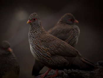 Saruni Samburu: Stone Partridge