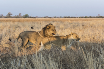 Savuti Camp Savuti Camp: Löwenpaar