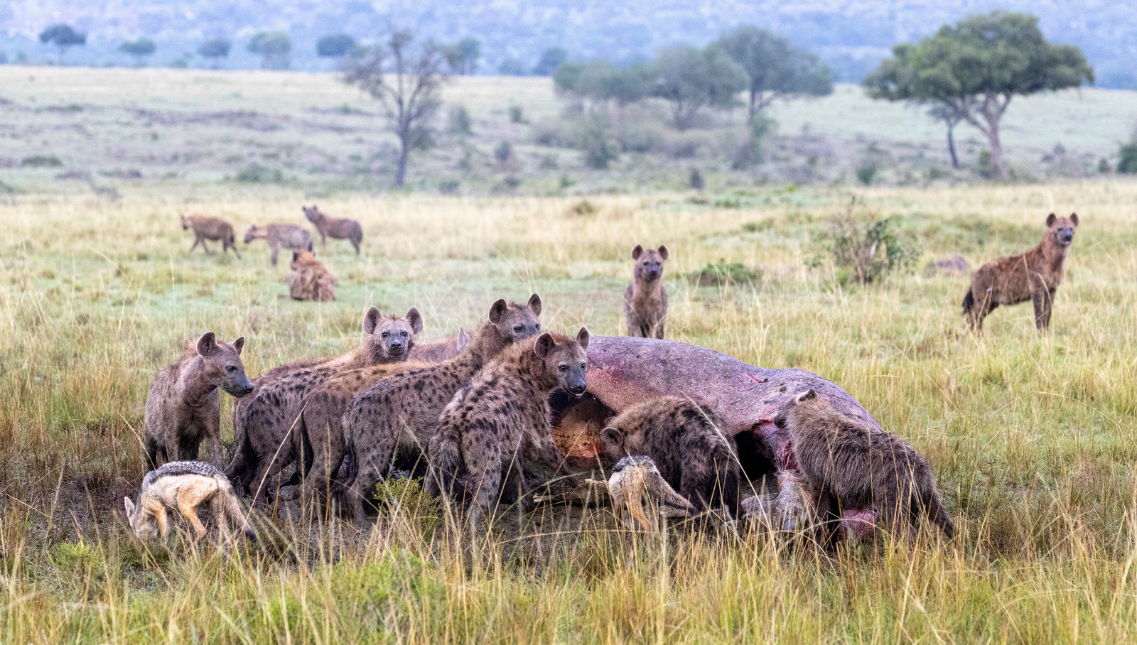Serian Camps Serian Camps: Hyänen und Schakal