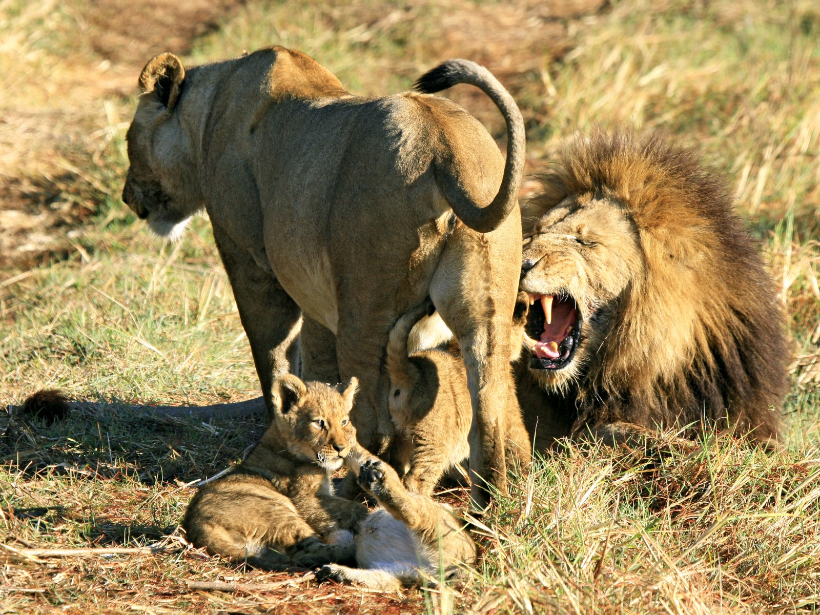 Shumba Camp Shumba Camp: Löwenpaar mit Babies
