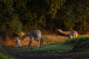 Sungani Lodge Sungani Lodge: Trinkende Giraffen