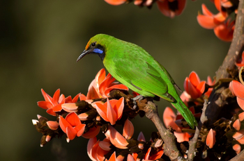 Syna Tiger Resort: Golden-fronted Leafbird